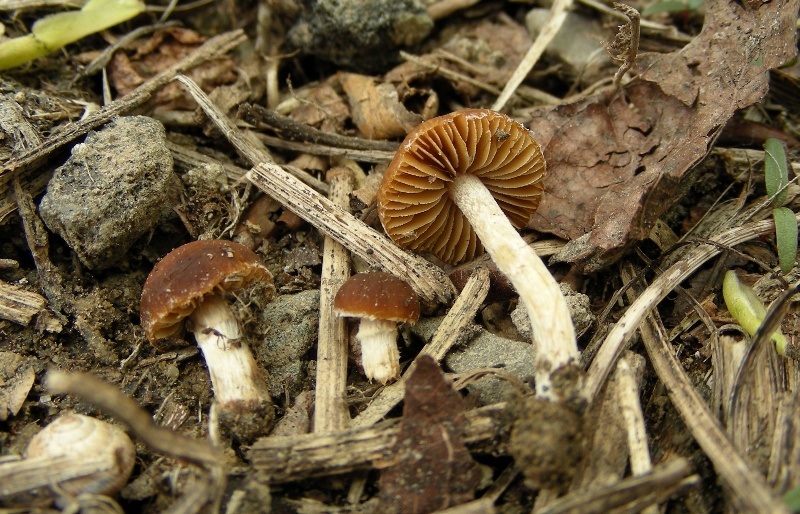 Pholiotina sp. (cfr. Conocybe aporos)